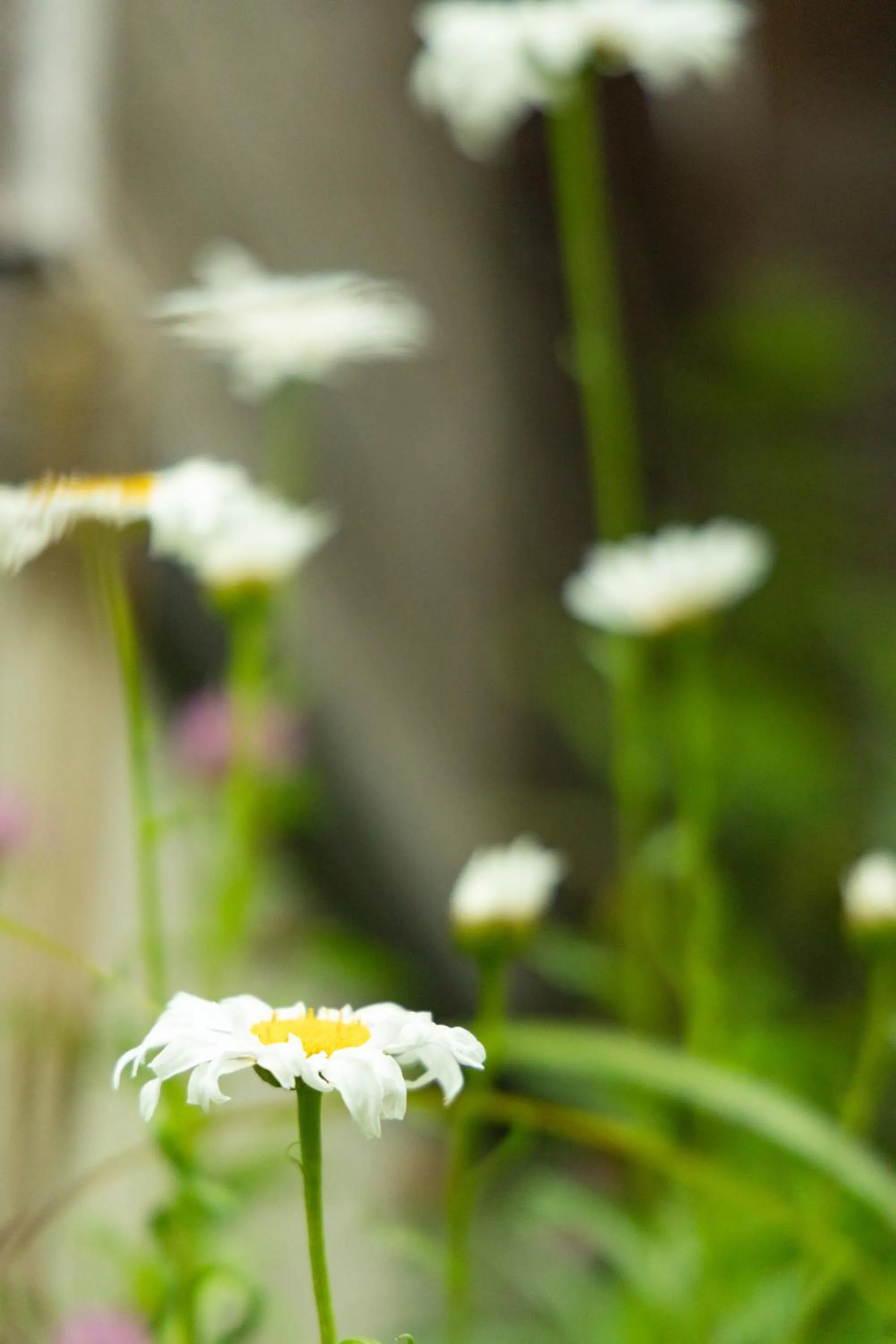 Day in Nature Cottage Akabeko