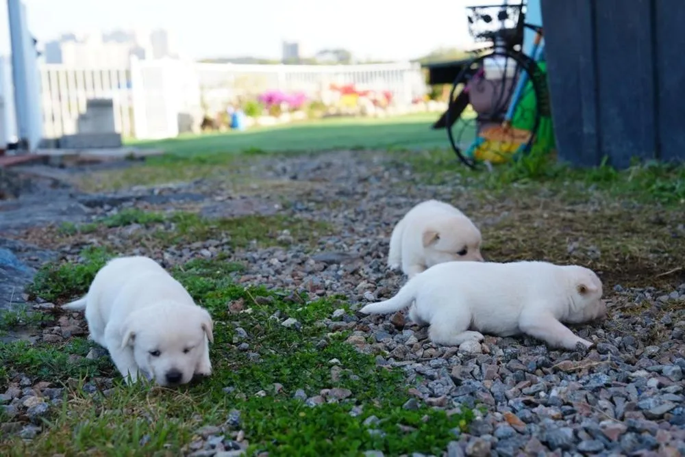 Yangyang Blue Ara Pension