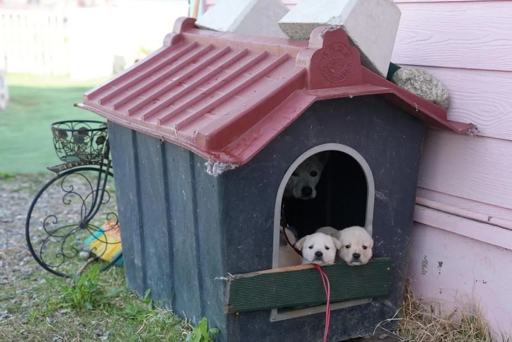 Yangyang Blue Ara Pension