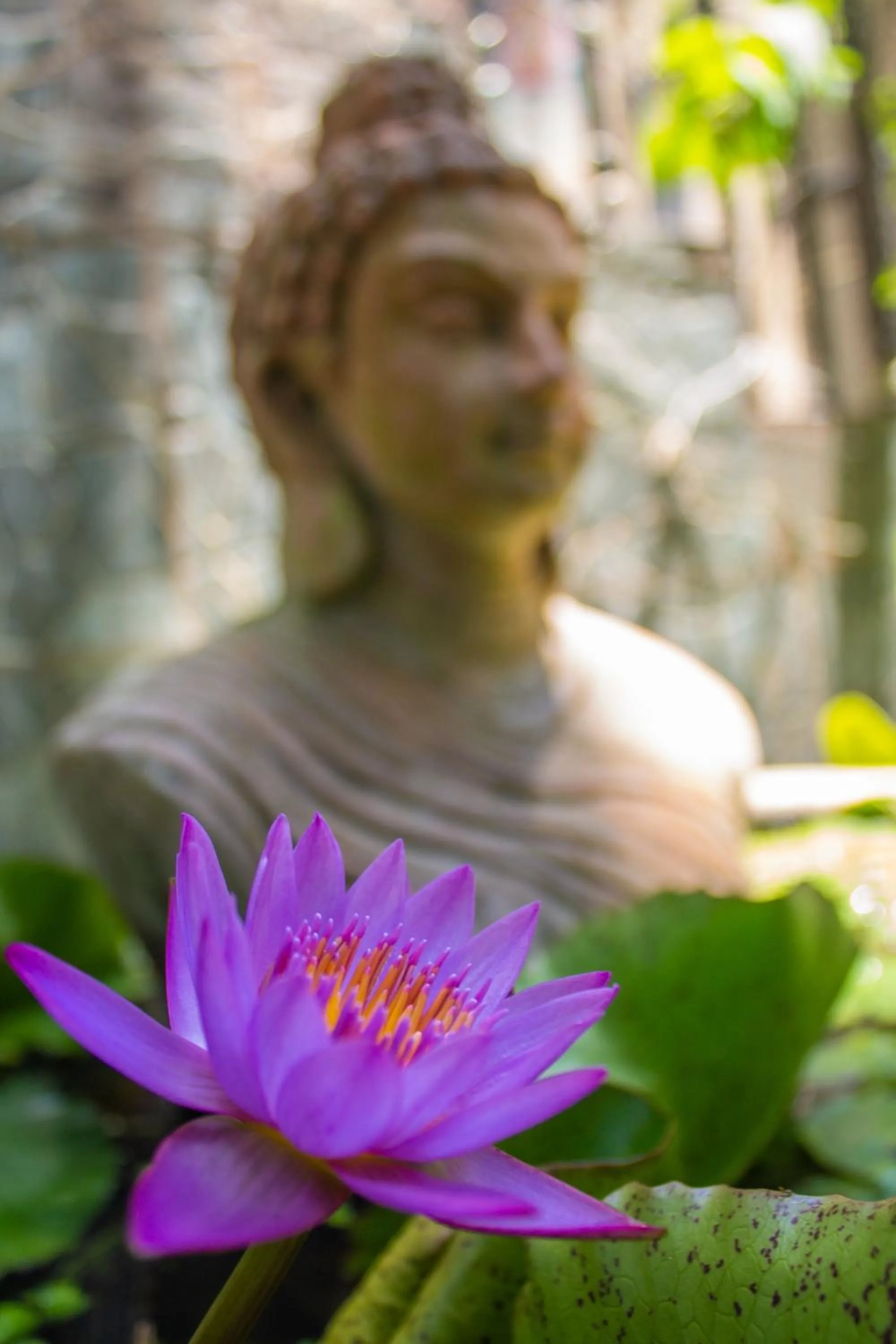 Garden in Chrissie's Hotel