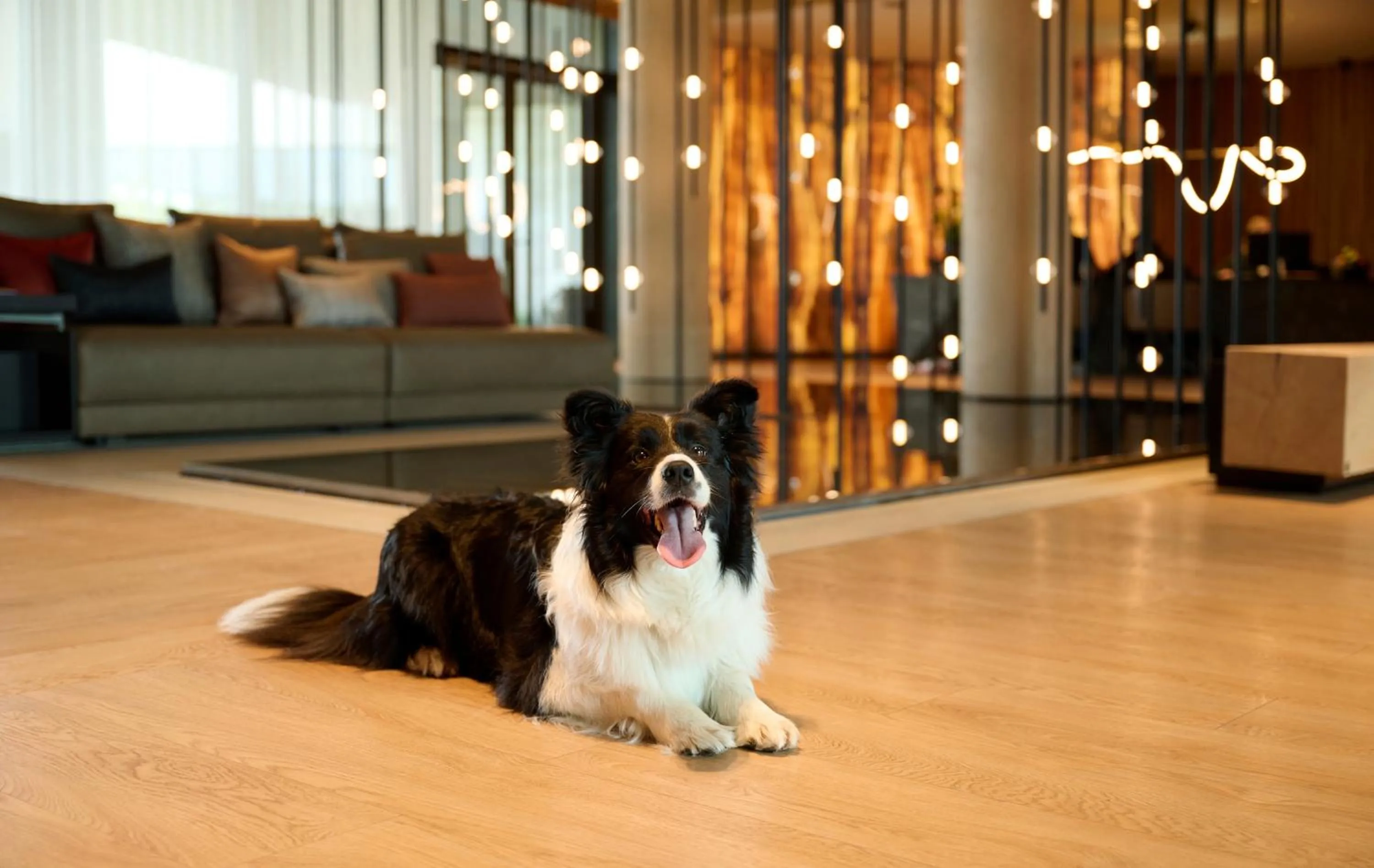 Pets in Melea - The Health Concept - Adults Only Hotel