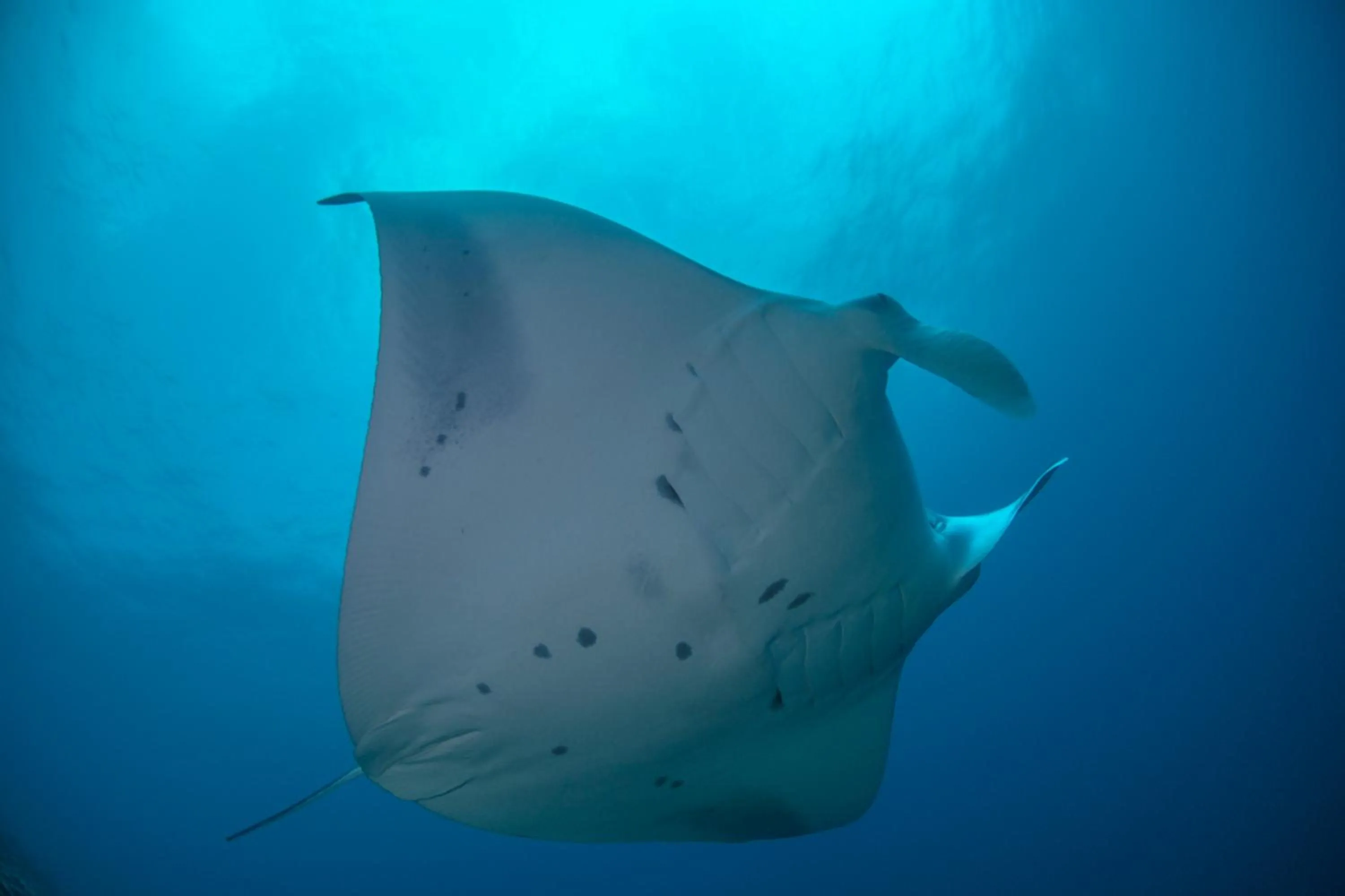 Diving in Equator Village Maldives