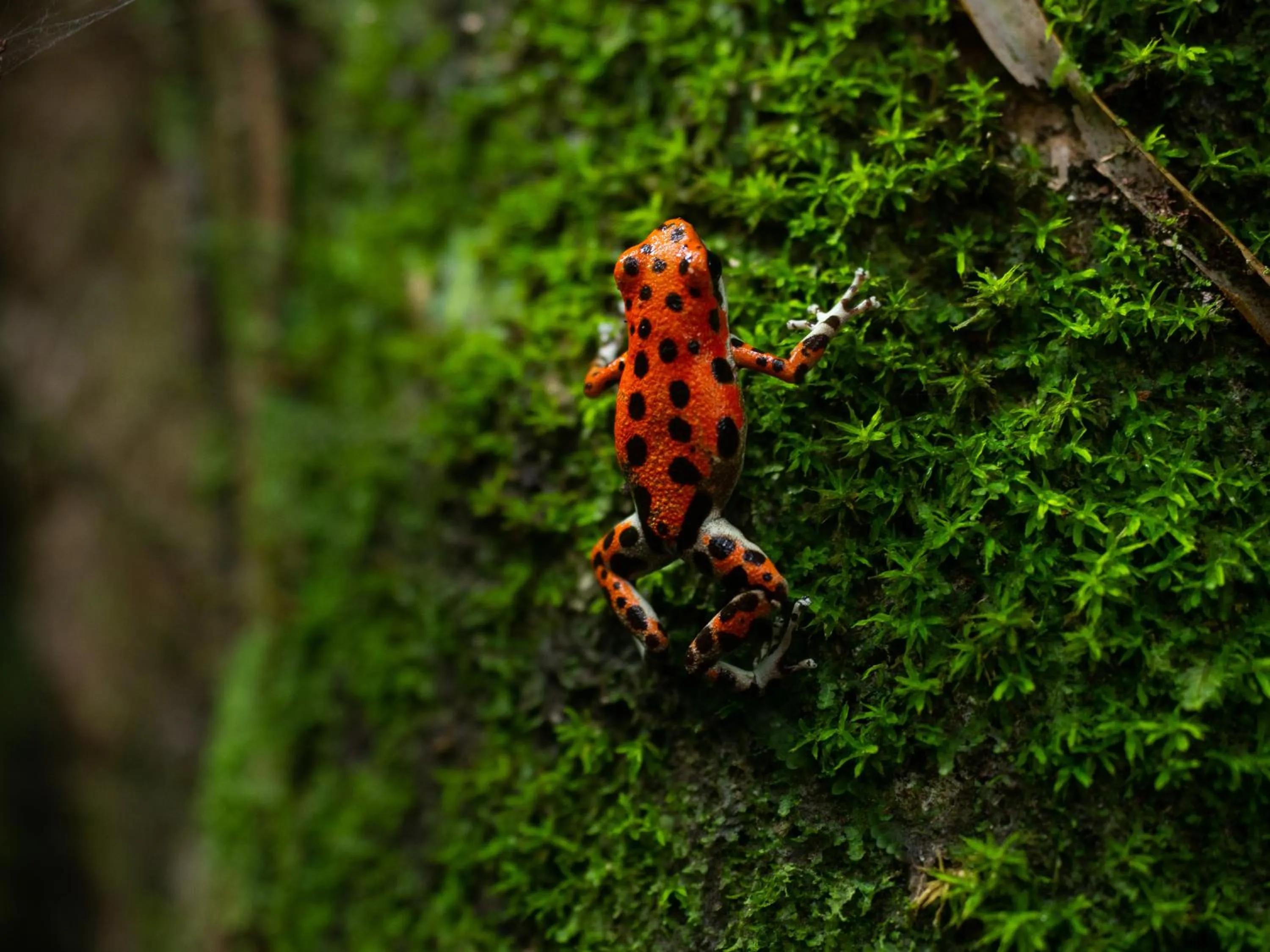 Garden in Palmar Beach Lodge