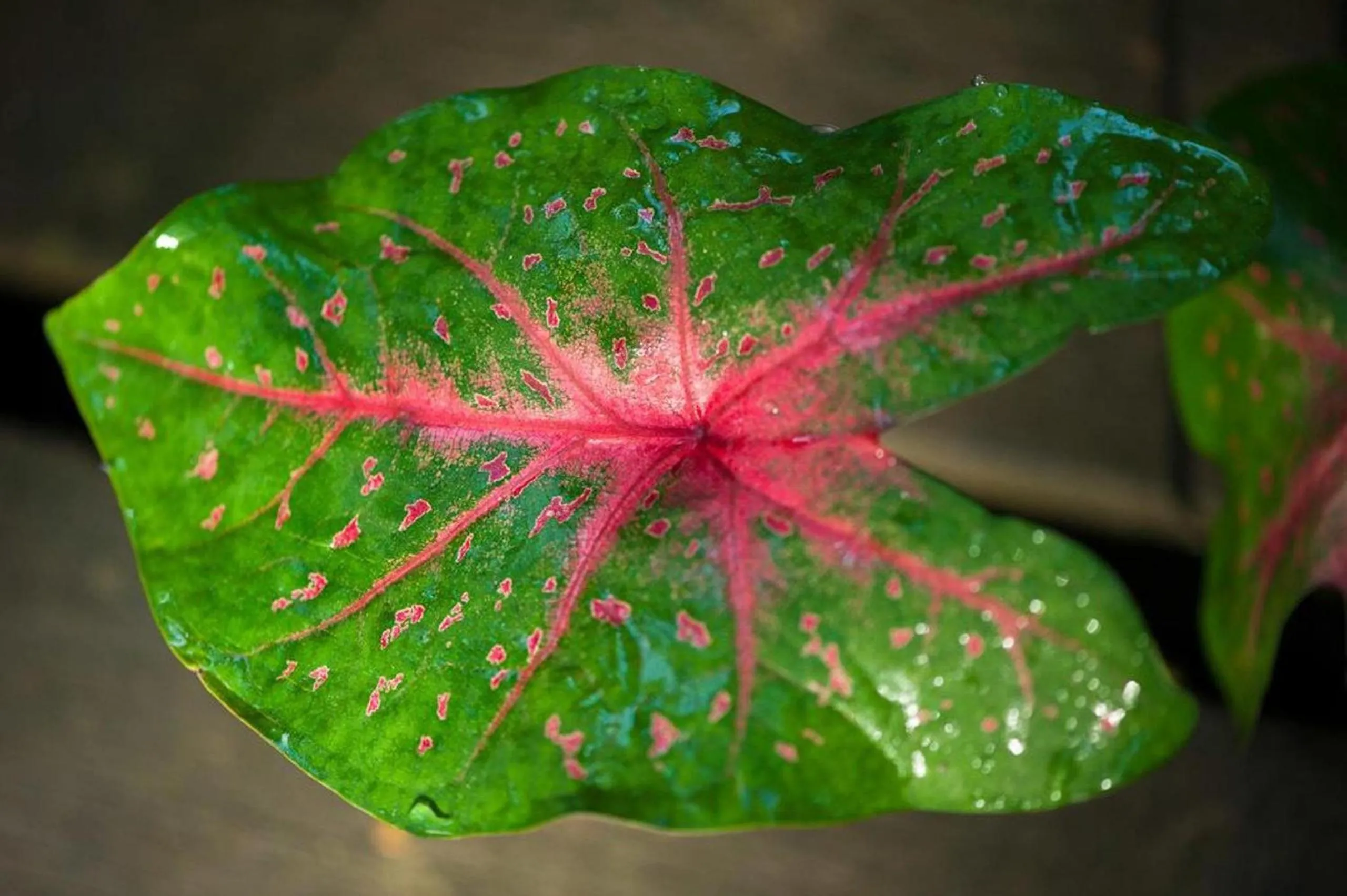 Area and facilities in Sepilok Nature Lodge - Formerly known as Sepilok Nature Resort