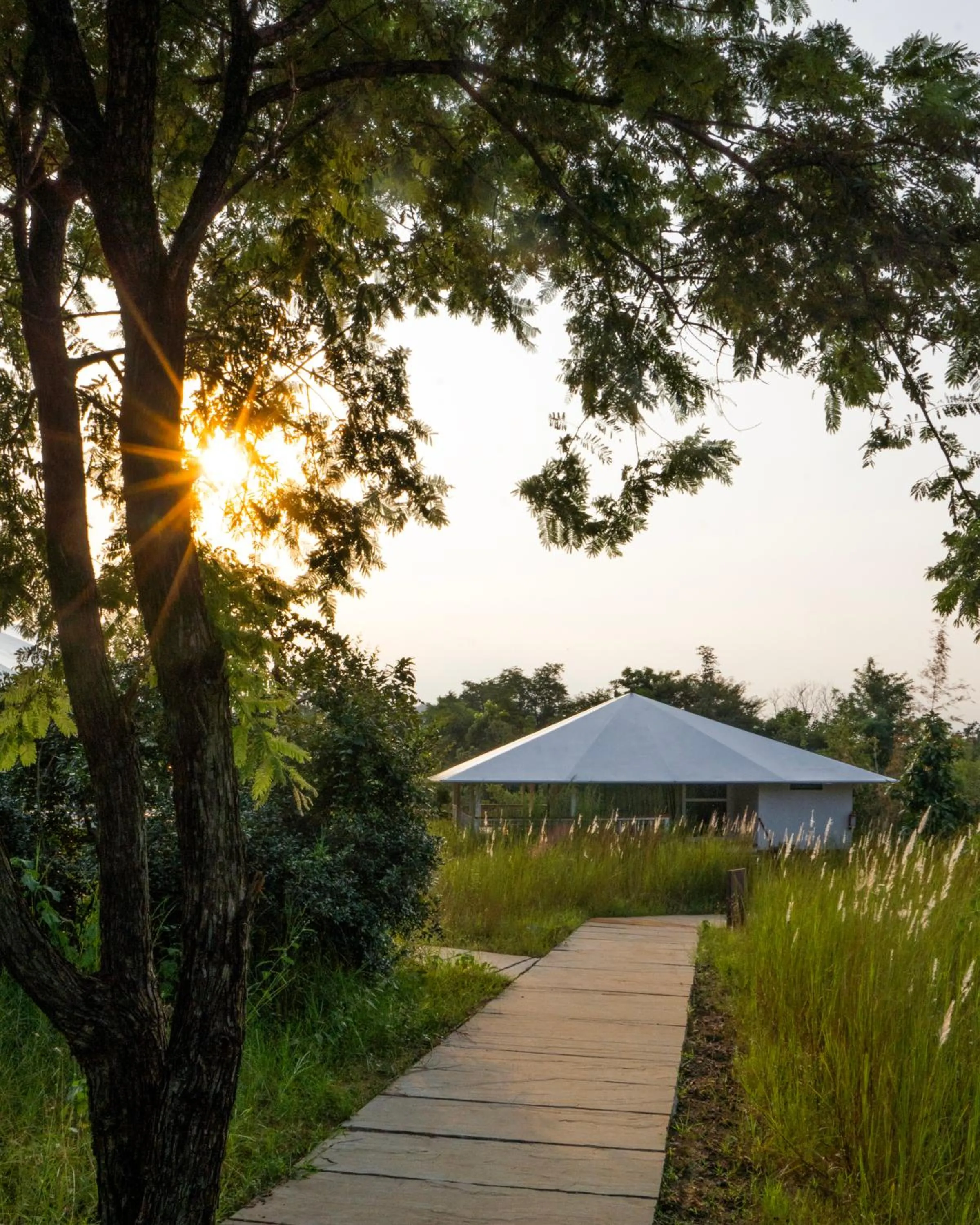 Other in Tree of Life Ramvilas, Bandhavgarh