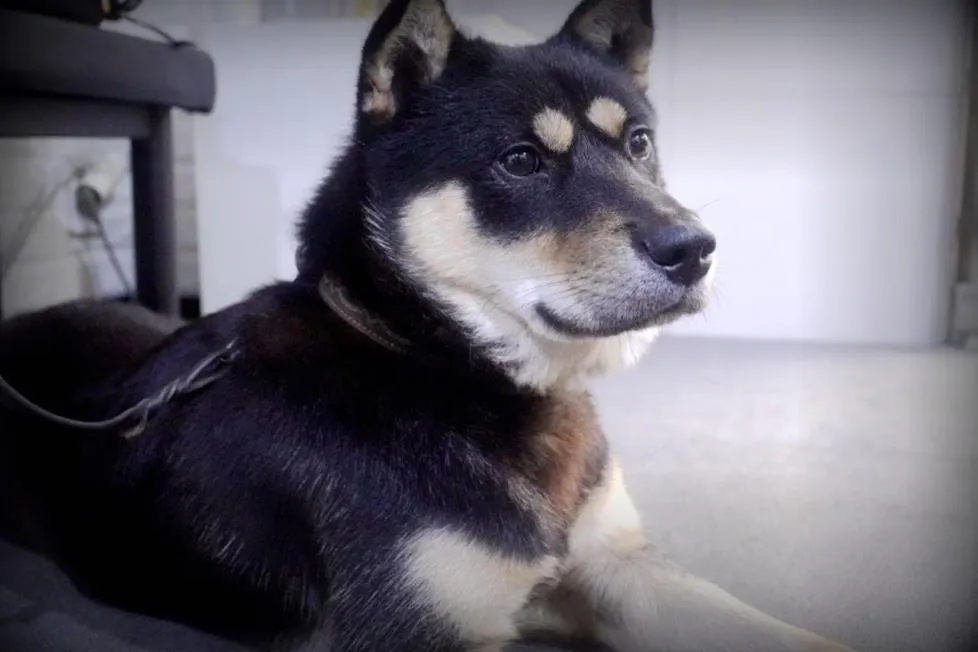 Pets in Kyoung Dong Hotel Myeongdong