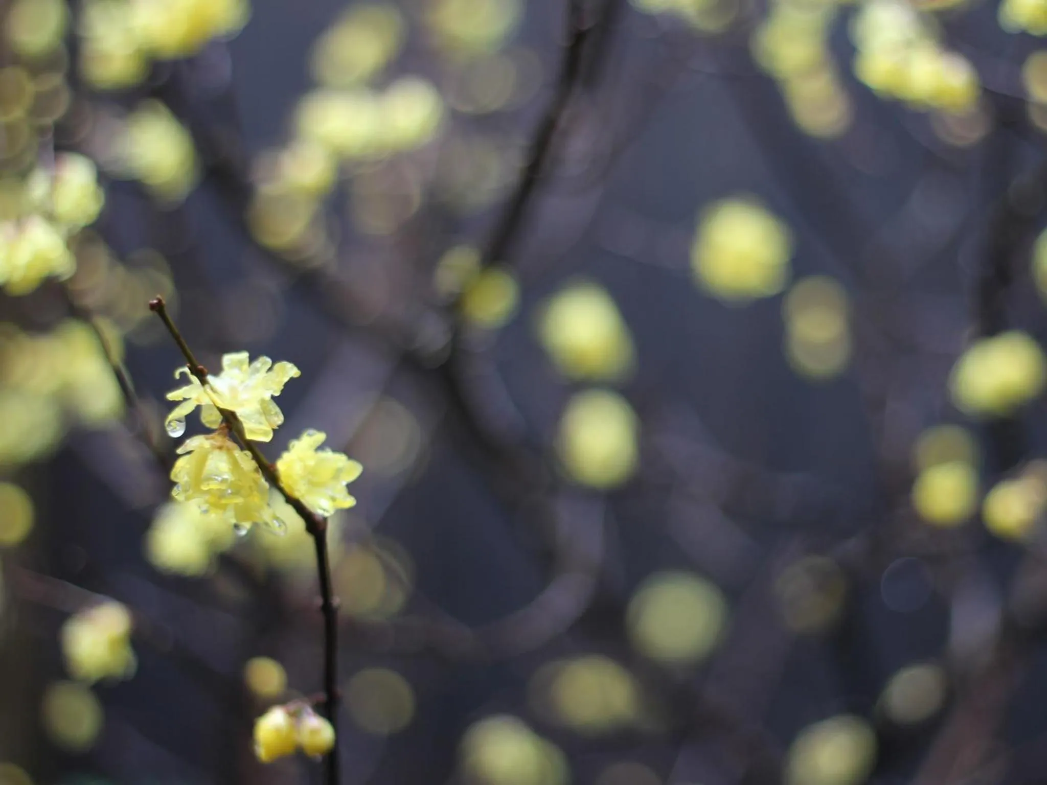 Other in Brian Machiya Inn