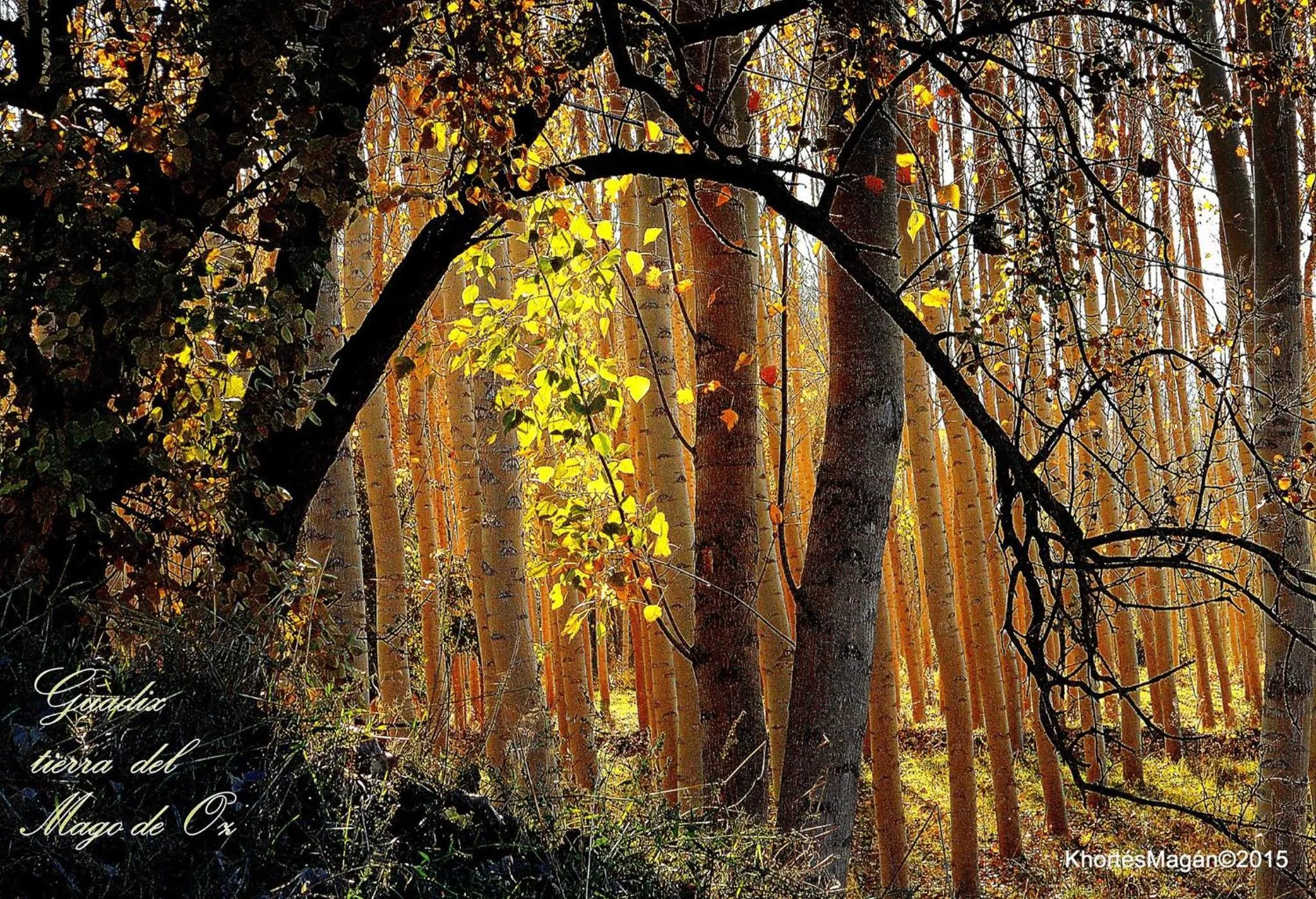 Entertainment in Hotel Palacio de Oñate