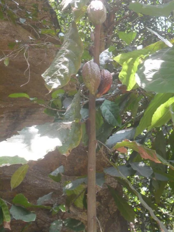 Mahaweli Regent Hotel