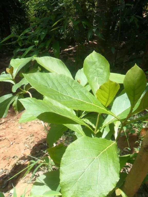Mahaweli Regent Hotel