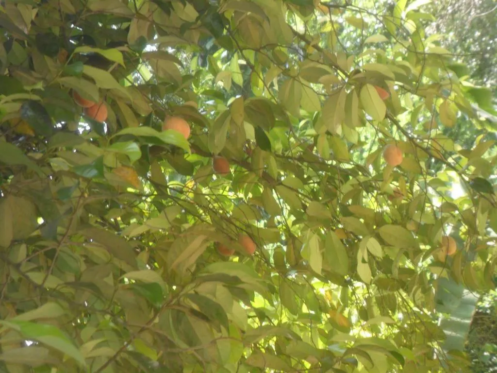 Mahaweli Regent Hotel