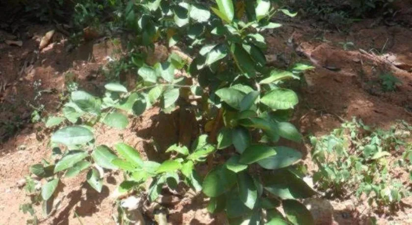 Mahaweli Regent Hotel