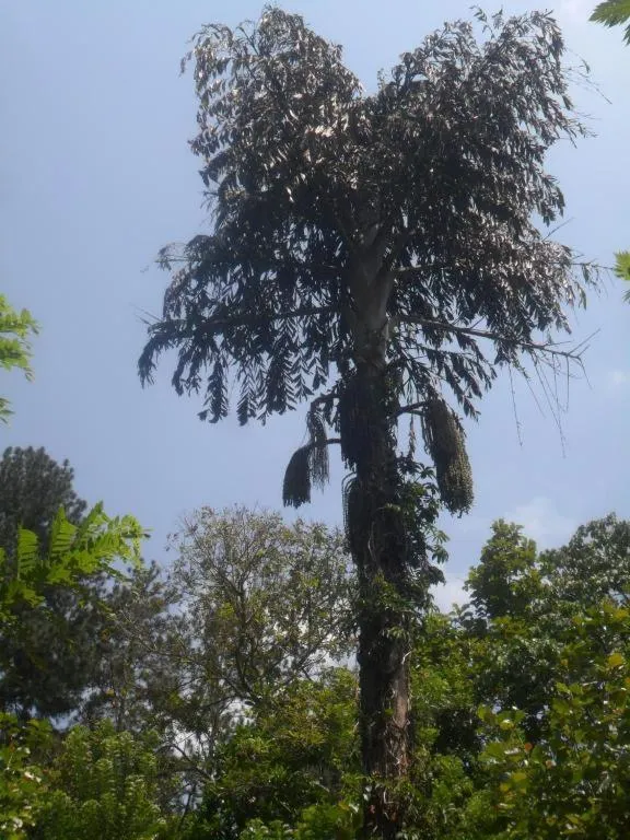 Mahaweli Regent Hotel