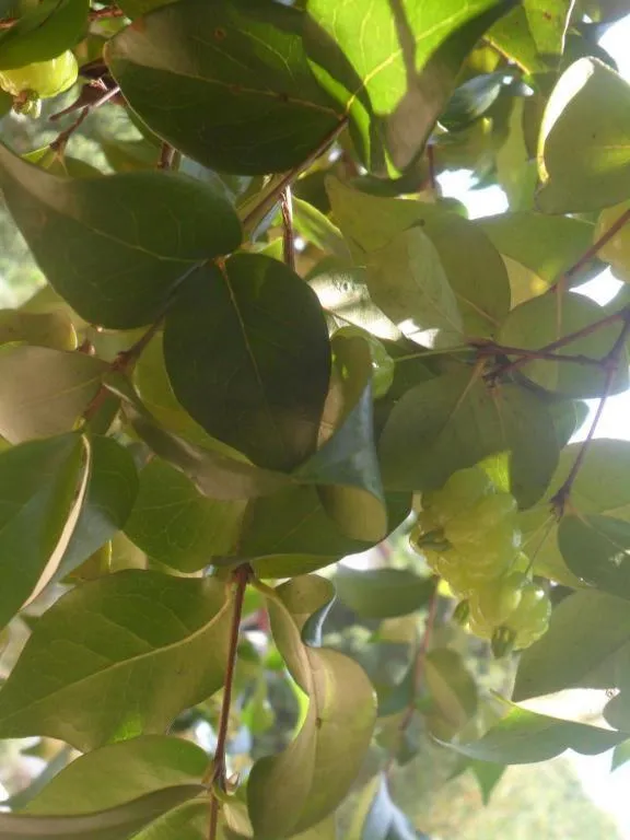 Mahaweli Regent Hotel