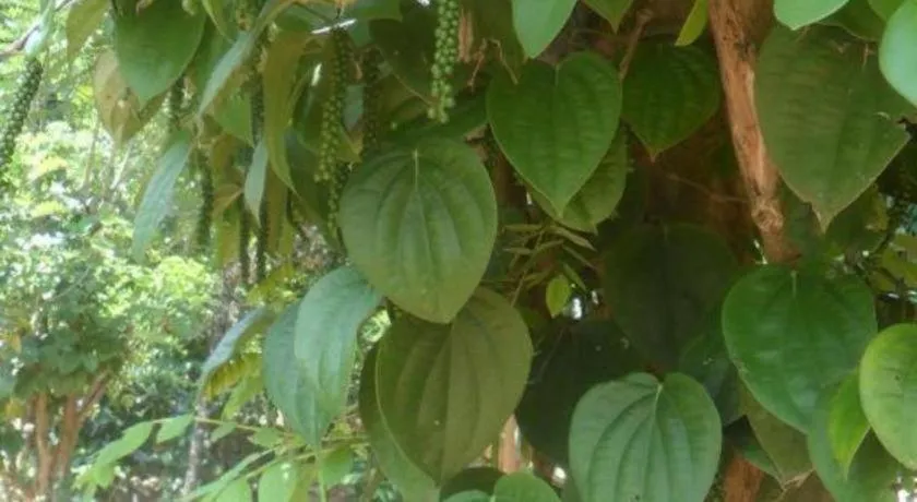 Mahaweli Regent Hotel