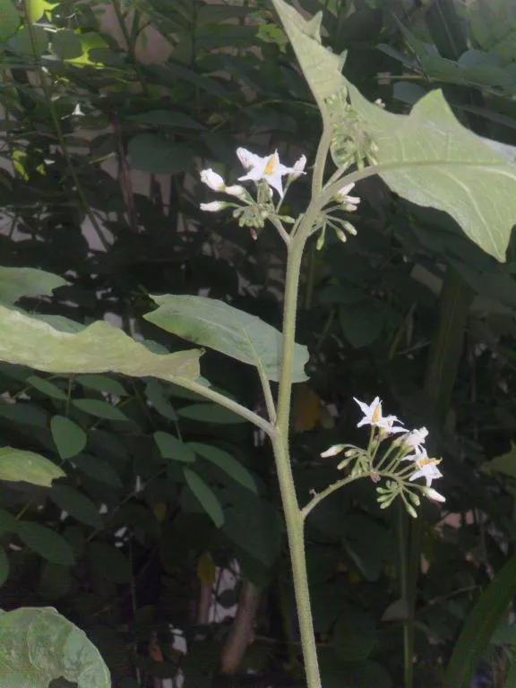 Mahaweli Regent Hotel