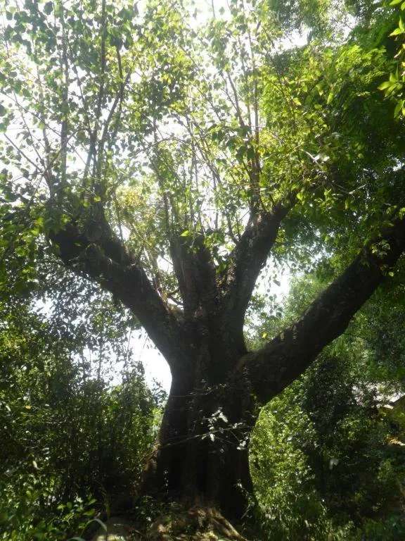 Mahaweli Regent Hotel