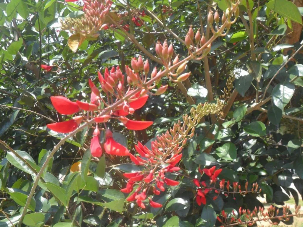 Mahaweli Regent Hotel