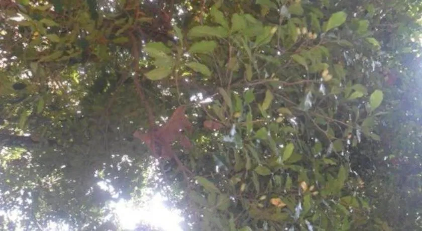 Mahaweli Regent Hotel