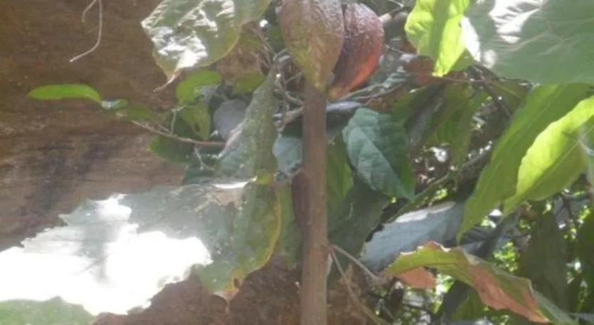 Mahaweli Regent Hotel