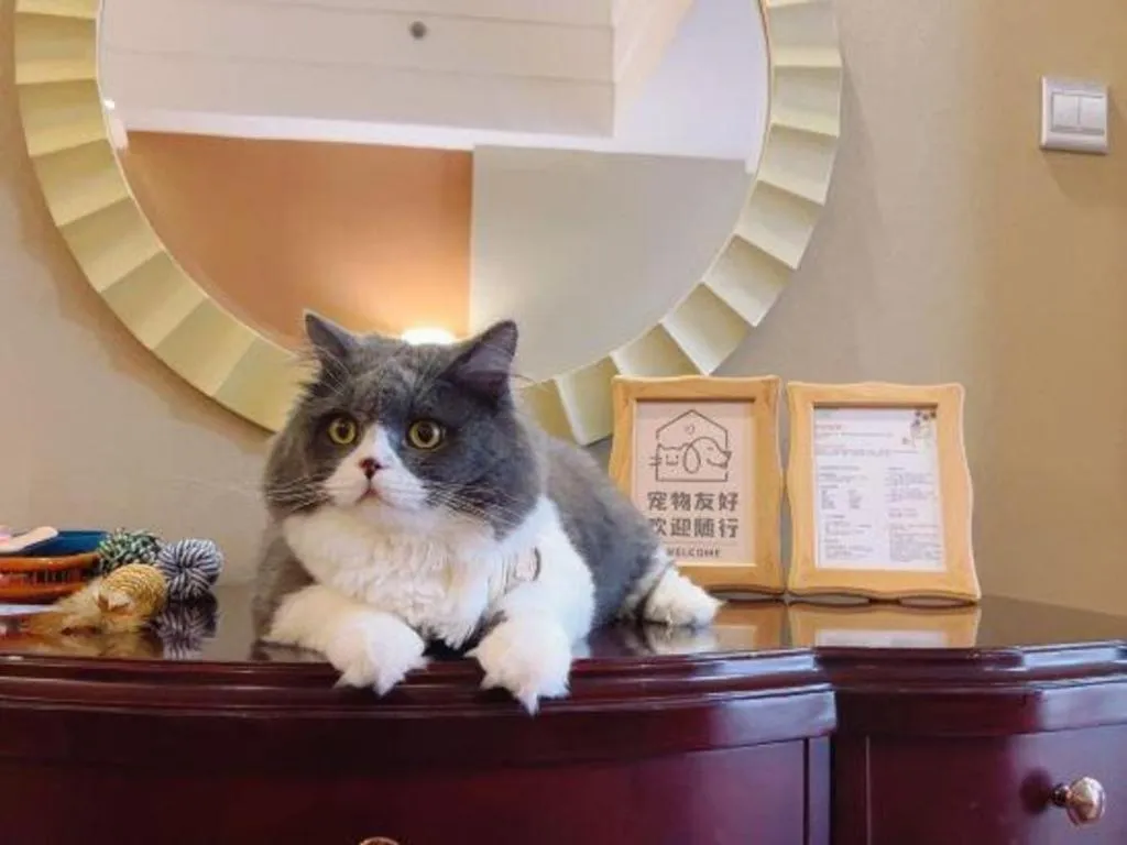 Country Garden Phoenix Hotel Xinhui Jiangmen