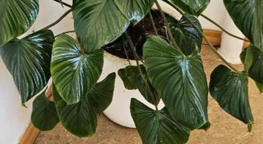 House of Big Brother