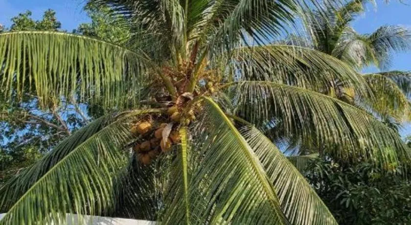 House of Big Brother