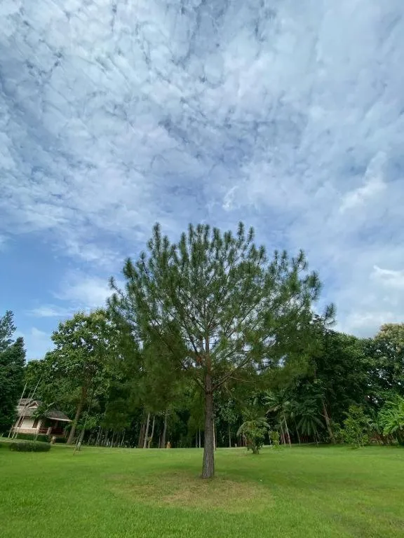 Chiangkham Luang Resort