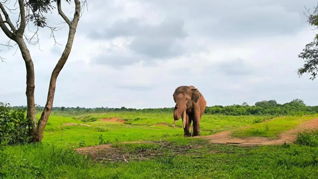 Satwa Elephant Eco Lodge