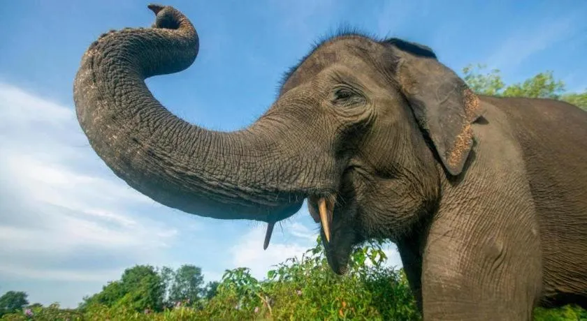 Satwa Elephant Eco Lodge