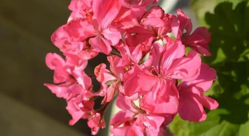 Mystique Highland Resort