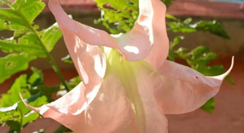 Mystique Highland Resort