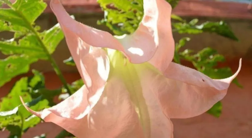 Mystique Highland Resort