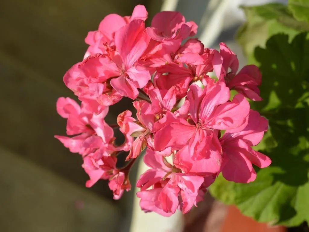 Mystique Highland Resort