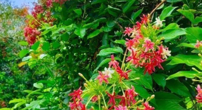 Jit Dee Home Khao Kho