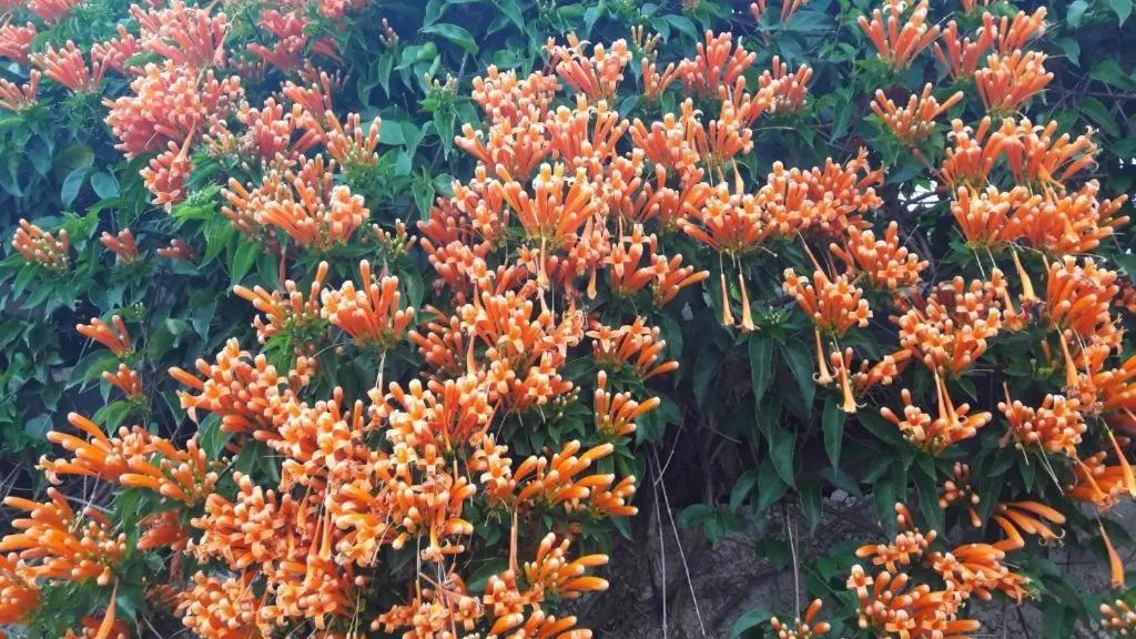 Jit Dee Home Khao Kho