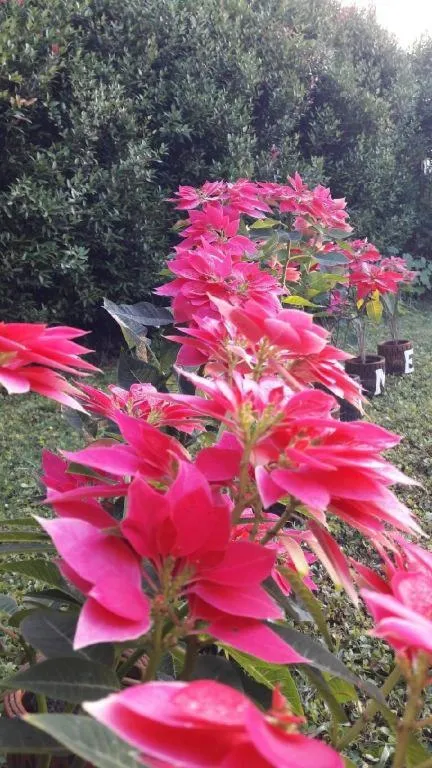 Jit Dee Home Khao Kho