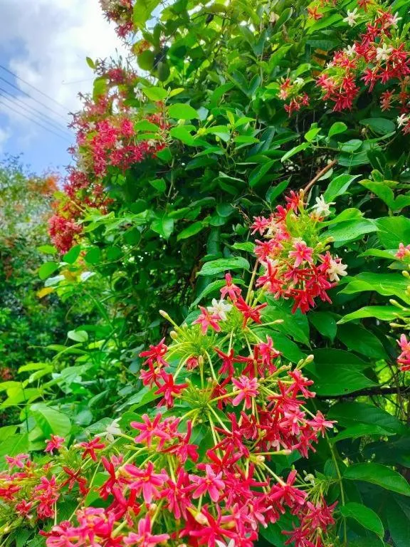 Jit Dee Home Khao Kho