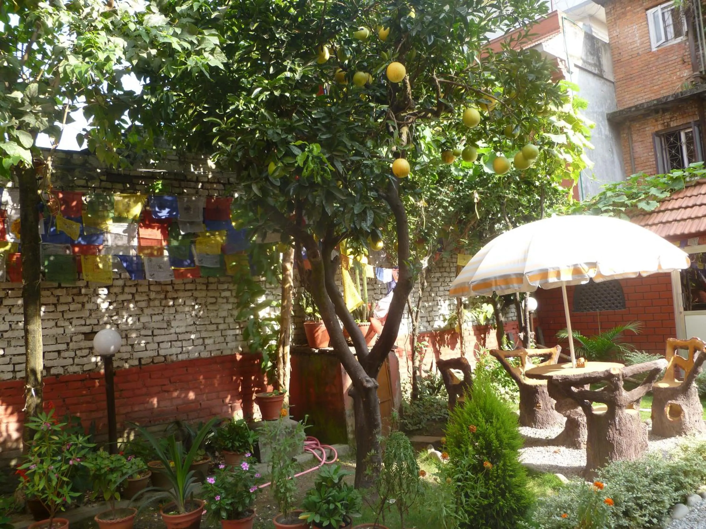 Garden in Andes House