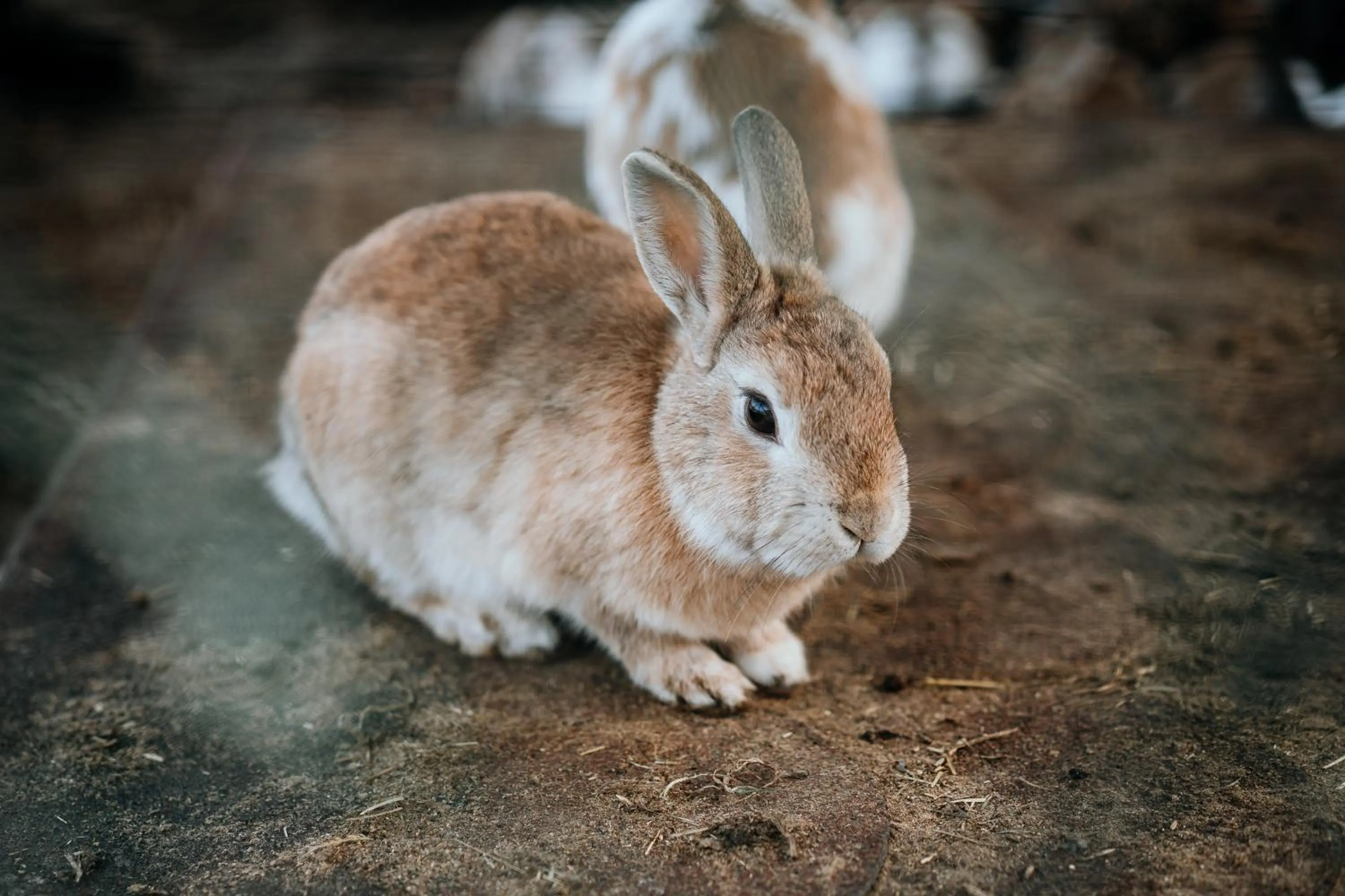 Windsurfing in Hotel Toscania