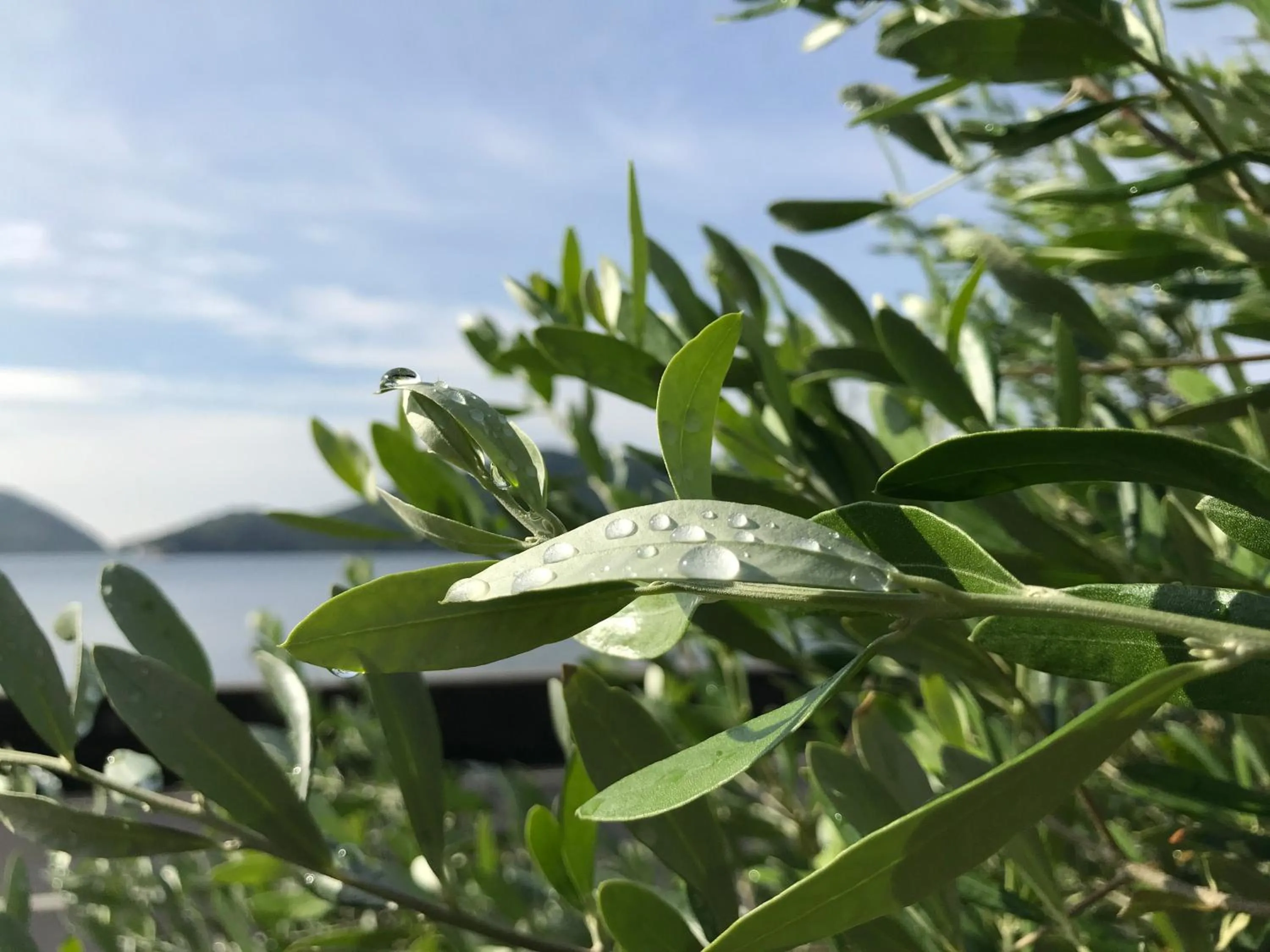 Day in Shodoshima Olive Youth Hostel