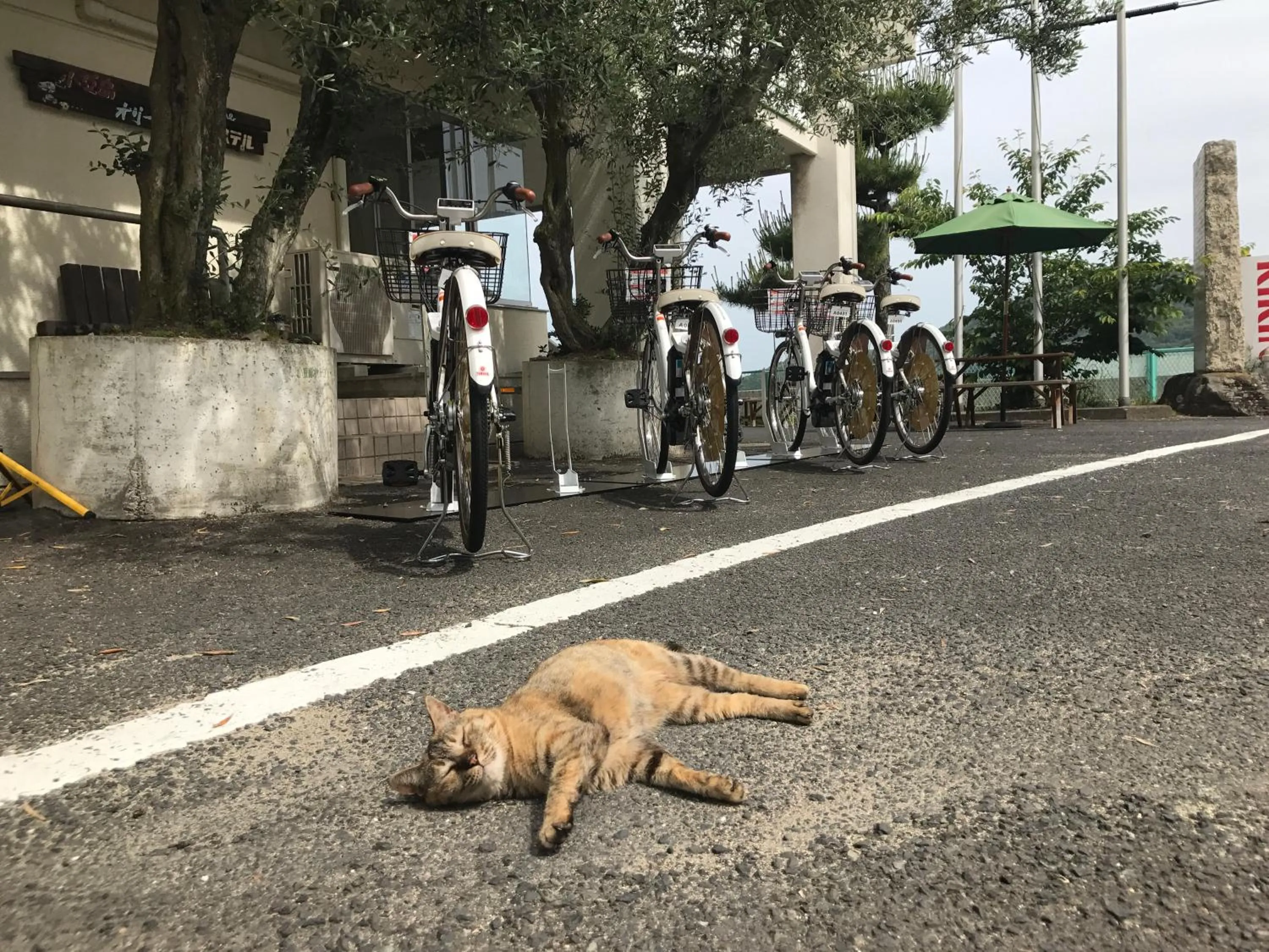 Cycling in Shodoshima Olive Youth Hostel