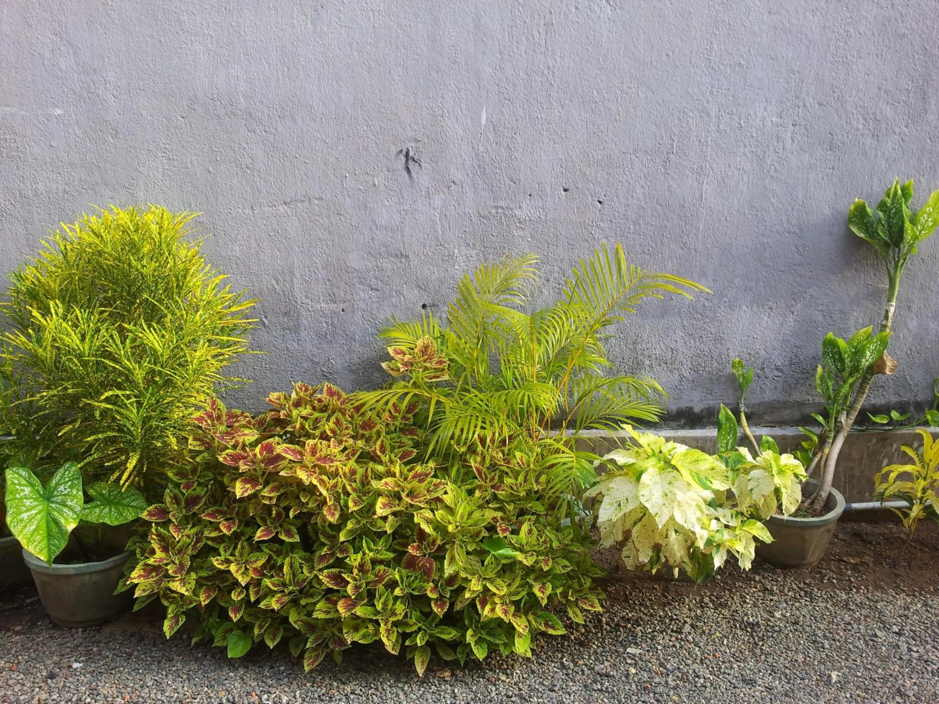 Garden in Janishi Residencies