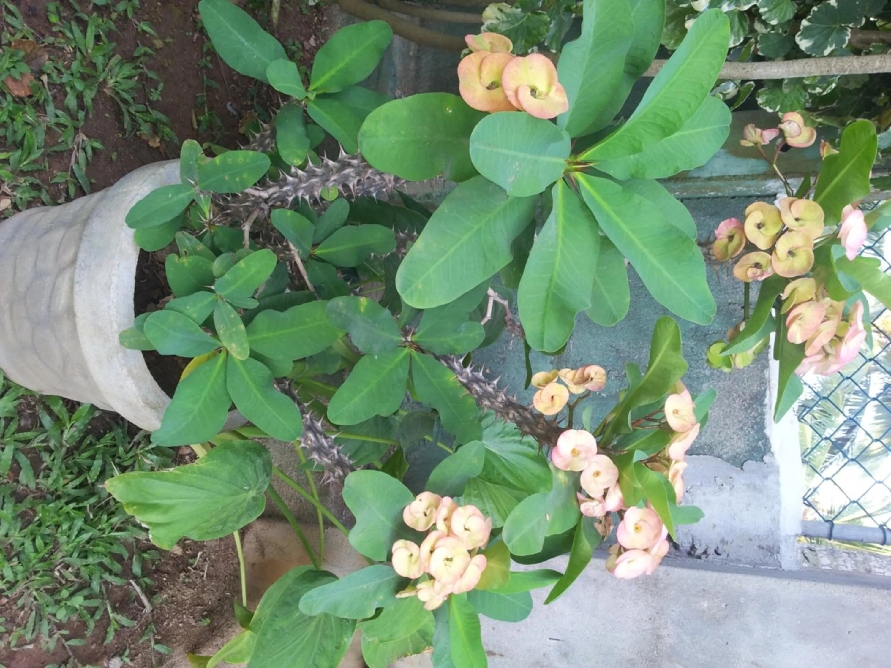 Garden in Janishi Residencies