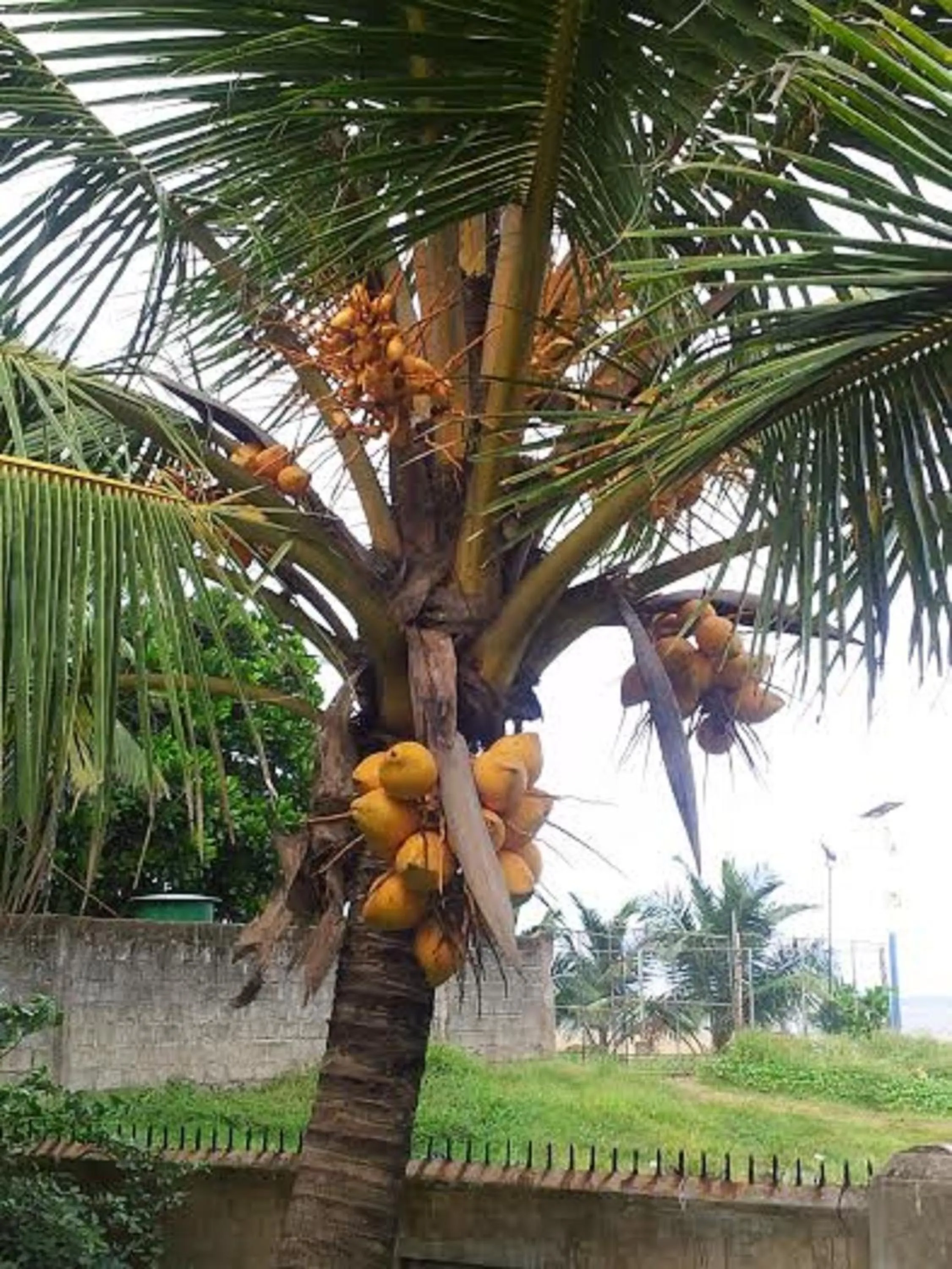 Garden view in Janishi Residencies