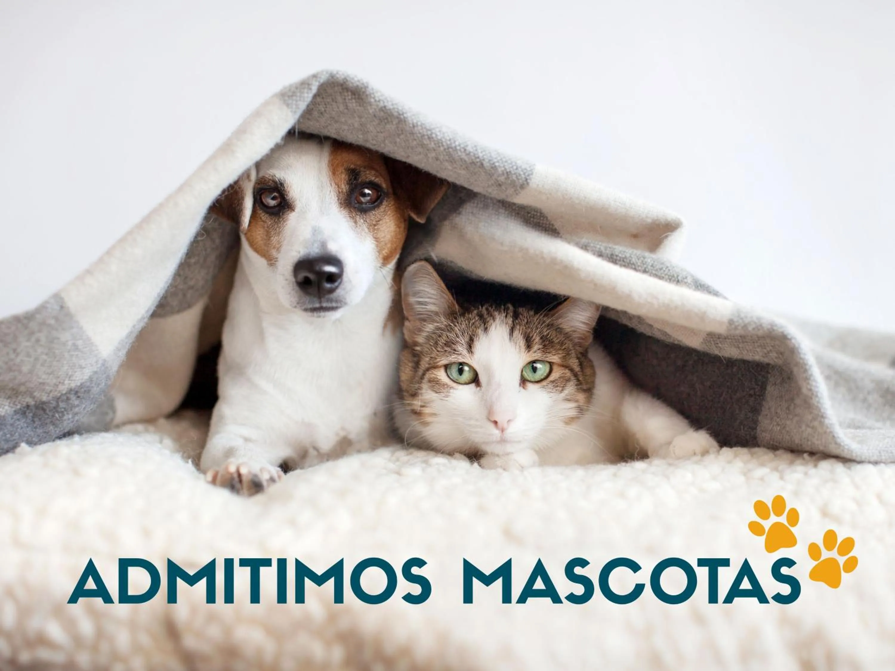 Pets in Apartamentos 3000 Marina D'Or