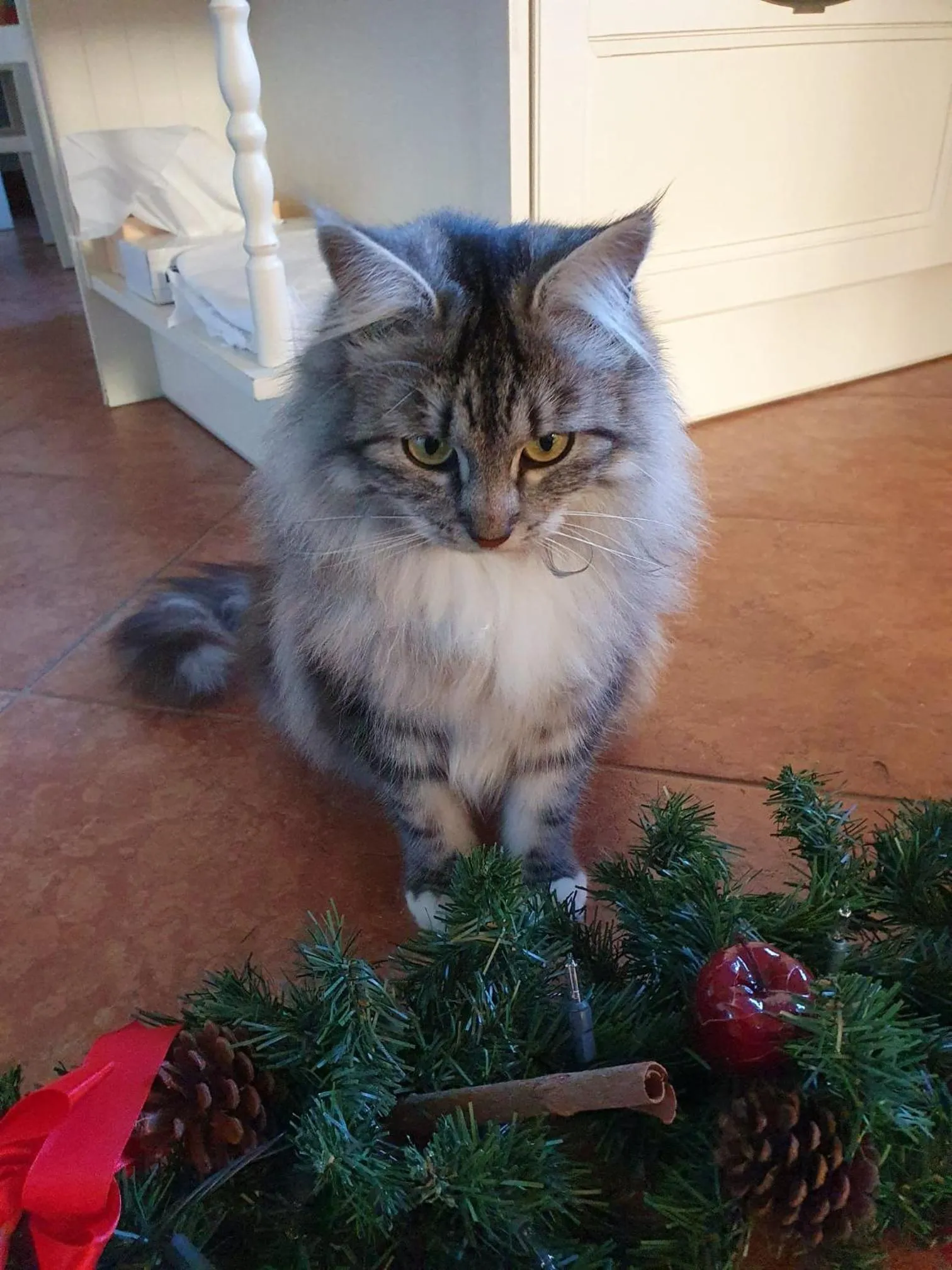 Pets in Pension Schlossberg