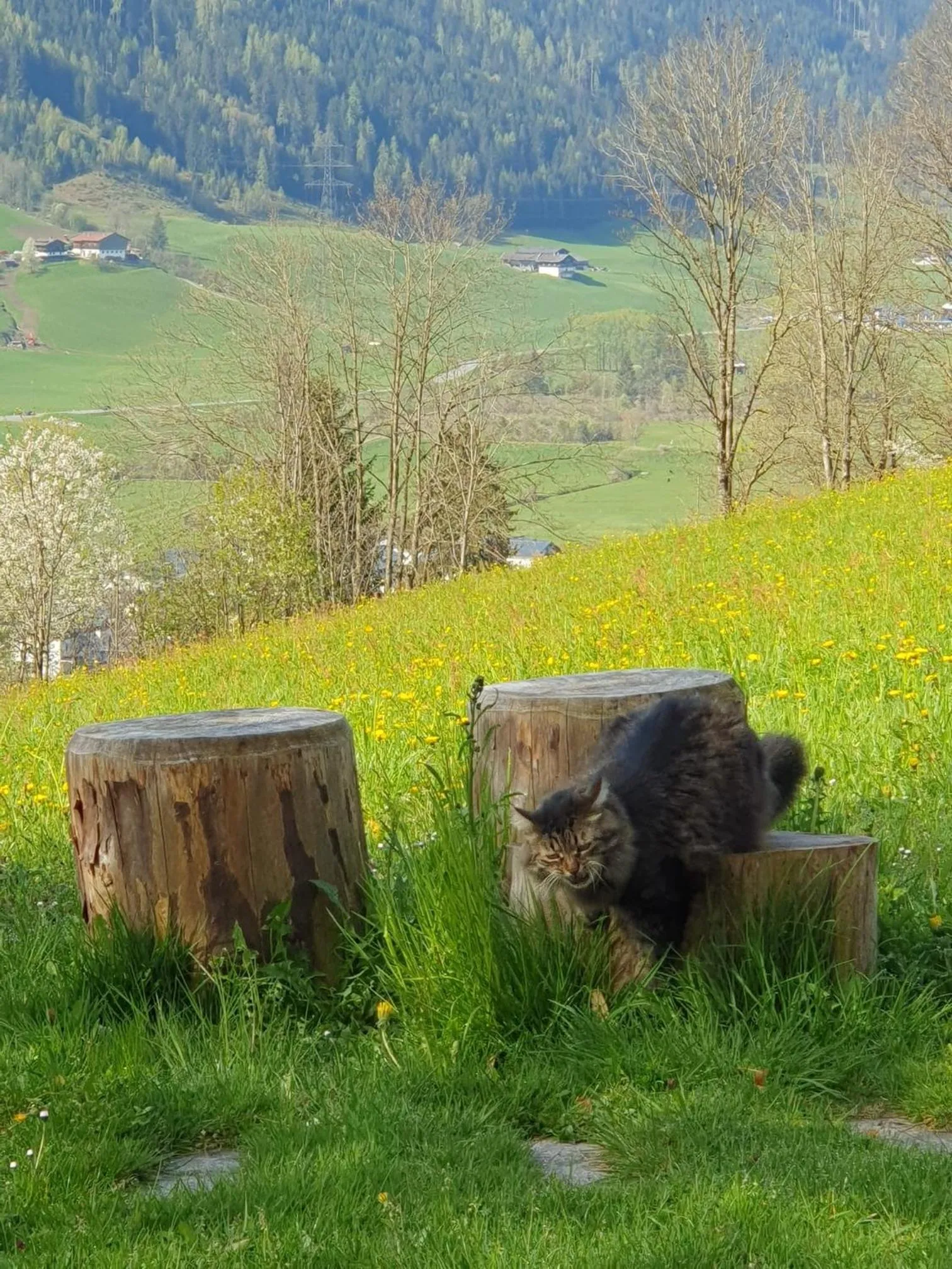 Pets in Pension Schlossberg