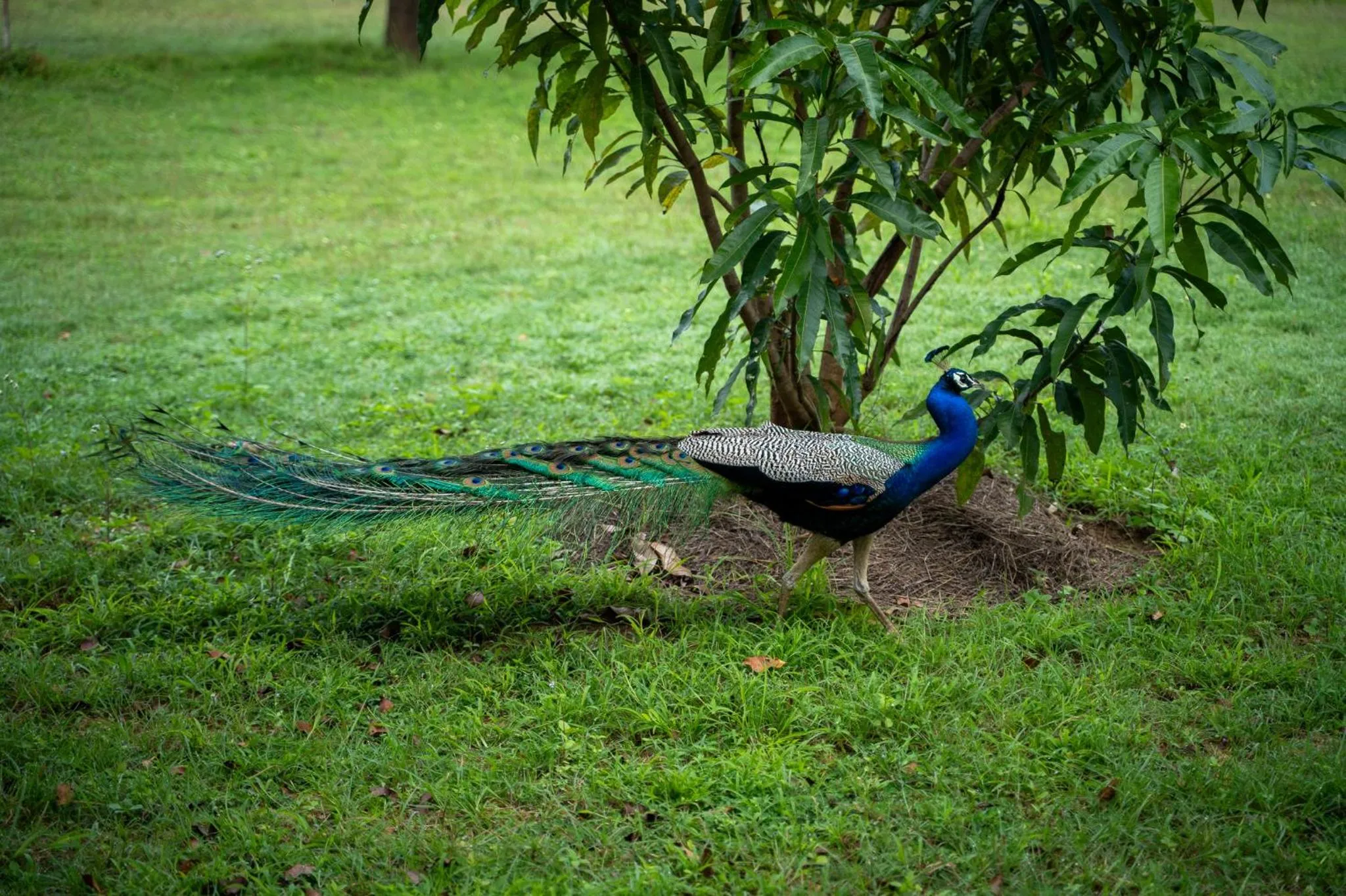 Garden in Pothana Village