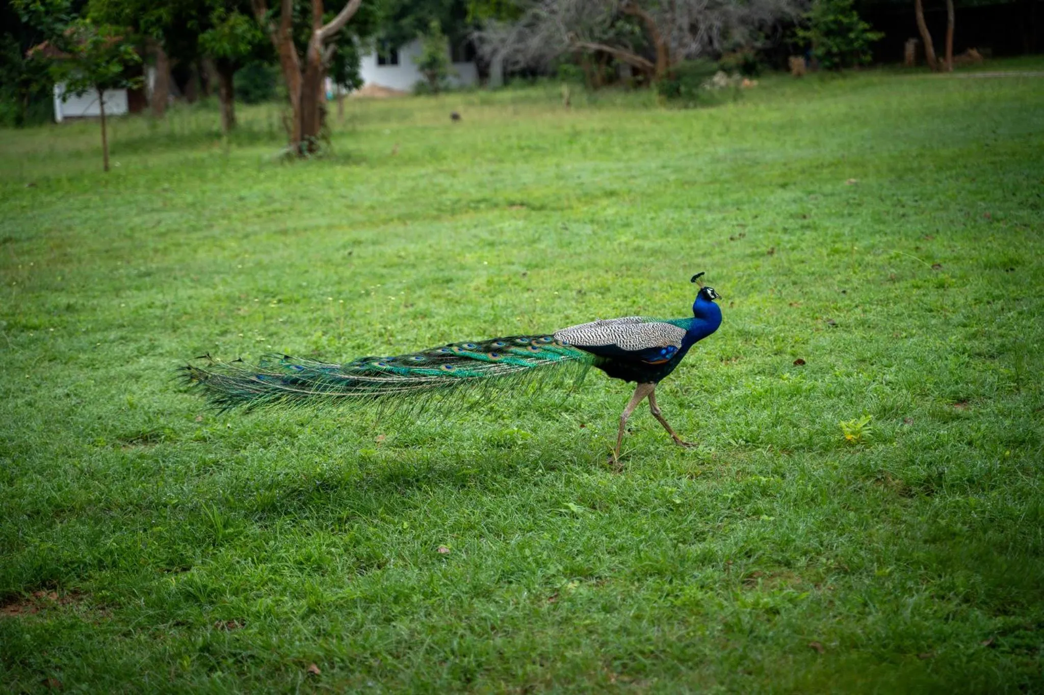 Garden in Pothana Village